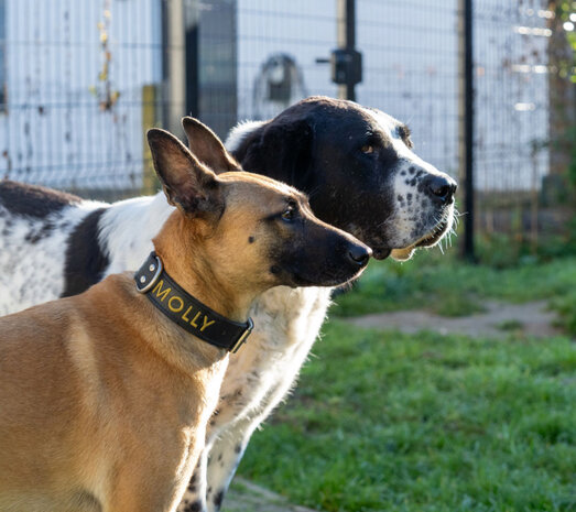 Halsband met geborduurde naam